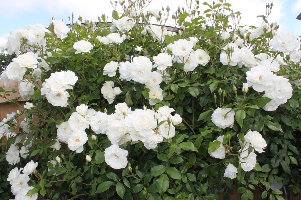 Aroha Riccarton Bed And Breakfast Christchurch Extérieur photo